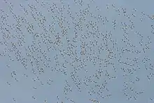 A blue sky with many tiny silhouettes of distant flying birds