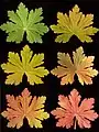 Leaf colouring from spring (top left) to autumn (bottom right)