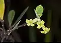 Flowers of the Hawaiian Wikstroemia phillyreifolia.