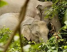 Wild elephants