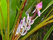 Inflorescence