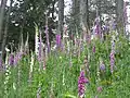 Wild foxgloves