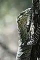 Wild lace monitor in Brisbane Forest Park, Queensland