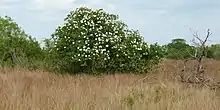 Grasslands with Wild Olive (Cordia boissieri), Jim Hogg County, Texas, USA (10 April 2016)