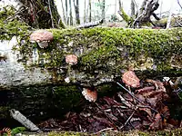 Shiitake growing wild in Hokkaido