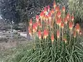 Kniphofia along the Ohlone Greenway trail in El Cerrito, California