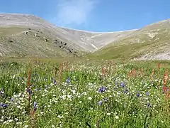 Wildflowers on Cape Lisburne