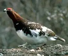 Game bird: Partridge or ptarmigan