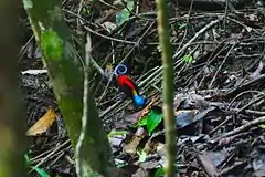 Wilson's bird-of-paradise at Pulau Batanta Raja Ampat, 2015