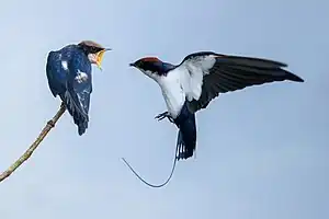 Parent approaching with food