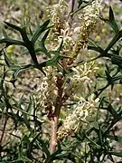 Petrophile macrostachya