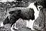 "A greyscale photo of a rough collie looking to the right."