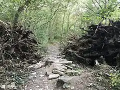 This is a horizontal photo of one of the trails at Wissahickon Creek. A tree had fallen down but there was a path made in between the cut tree.