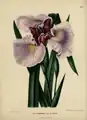 Iris ensata, idem, [1868]