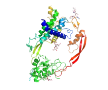 Crystal structure of Wnt8 bound to the Frizzled8 cysteine rich domain. Wnt resembles a hand that is "pinching" Frizzled with its thumb and forefinger.