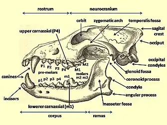 Image 25Diagram of a wolf skull with key features labelled. (from Domestication of the dog)