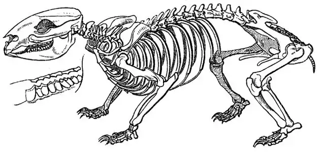 Wombat skeleton