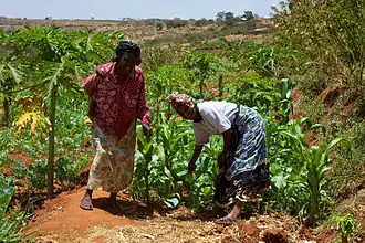 Diversified Crop Choices