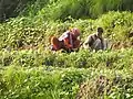 Women working in agriculture fields