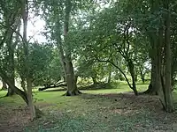 View within the woods of the area near Kelly's death