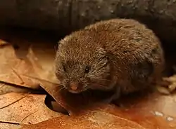 Woodland vole