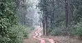 Inside a tropical moist deciduous forest