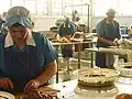 Workers handling anchovies in a canning company in Cantabria, Spain