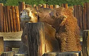 Camels