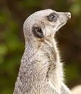 Meerkat (Suricata suricatta)