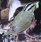 Worm-eating warbler