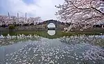 Wuxi Taihu Lake Changchun Bridge during cherry blossom blooming season (2009)