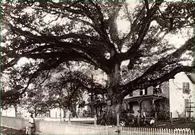 Massive spreading oak tree