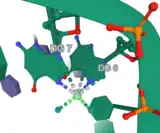 2.60Å resolution crystal structure of cisplatin (highlighted) intrastrand GG adducts with double-stranded DNA.  Note: the hydrogens on amine ligands are not shown. (PDB: 1AIO)