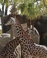 Giraffes at the zoo