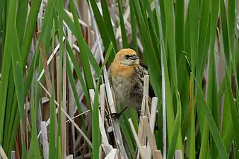 Juvenile