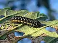 Xanthogaleruca luteola caterpillar on elm leaf, Germany