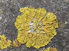 Roughly circular yellow lichen composed of broadly lobed segments