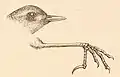 1888 illustration of the head and feet of Xenicus longipes by John Gerrard Keulemans