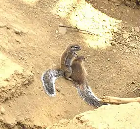 Young Cape ground squirrels