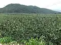 Pomelo orchards near Xi'an Village