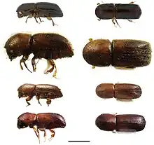 Lateral and dorsal views of Xyleborus species