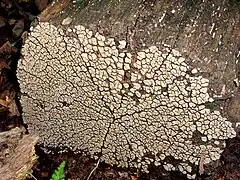 Parchment fungus growing on the cut face of a felled oak tree