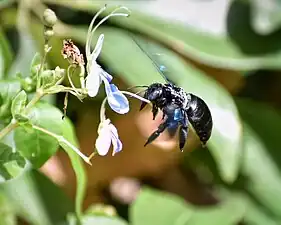 Oriental carpenter bee