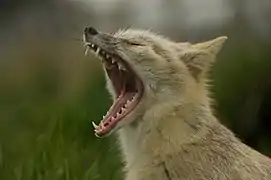 Corsac fox