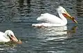 Pelicans in a pond