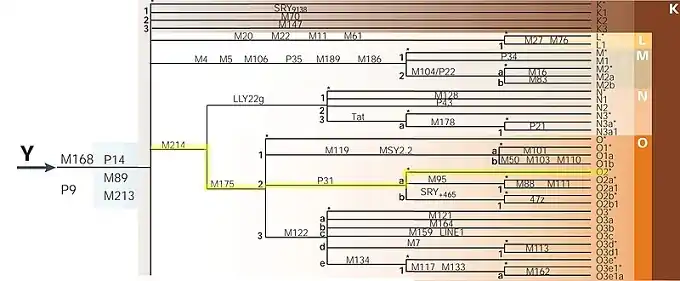 Mutation of Y-DNA O2-P31