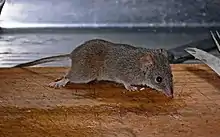 Gray antechinus