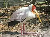 Storks sometimes rest on their hocks (analogous to a human's heels)