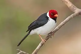 Yellow-billed cardinal