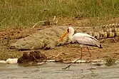 With a Nile crocodile at Kazinga Channel, Uganda